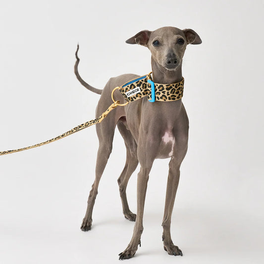 iCANDOR Smooth Martingale Collar 38mm