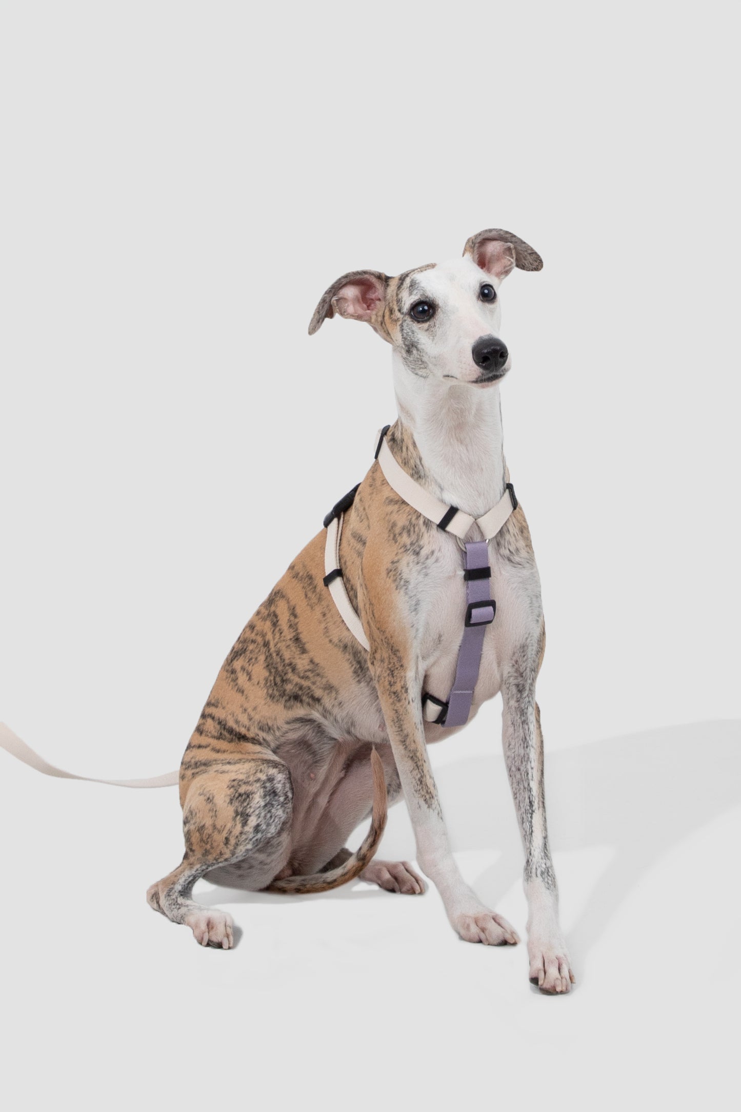 Valley Series H-Style Dog Harness Dog Leash Set - Purple