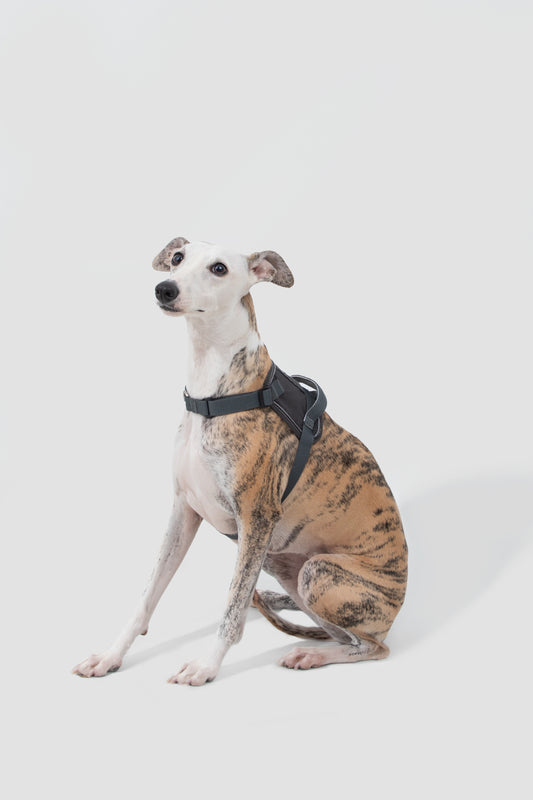Valley Series Dog Harness - Grey