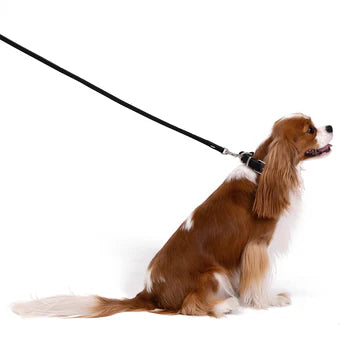 Ezydog Oxford Leash LITE