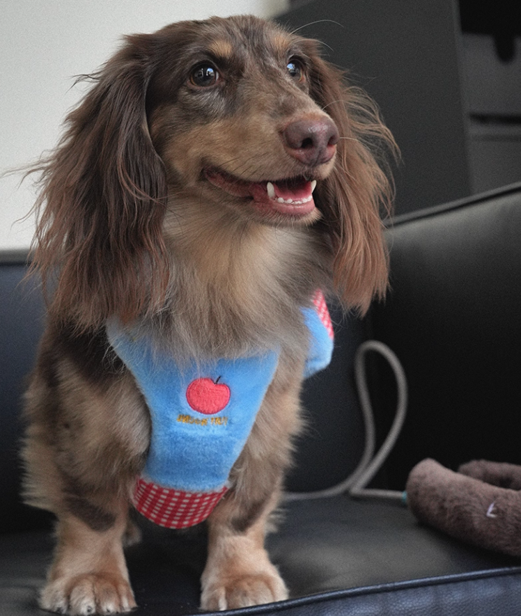 Plush Small Dog Harness - Blue