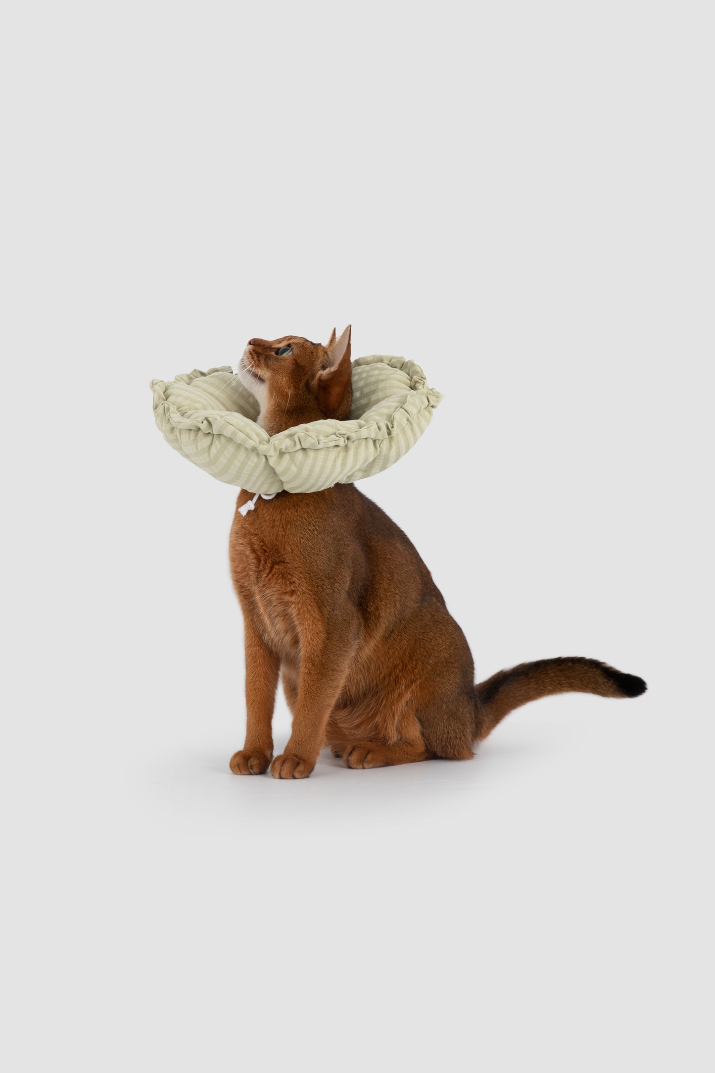 Flower Shaped Adjustable Soft Pet Recovery Collar/Elizabeth Collar - Green Stripe