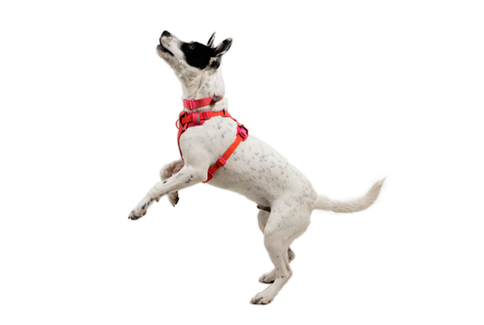 (2026 NEW) RUFFWEAR FRONT RANGE® FLEX HARNESS -Rose Violet