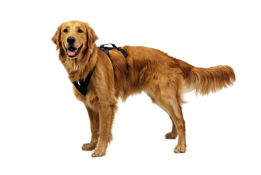 (2026 NEW) RUFFWEAR Ridgeline Harness Obsidian Black