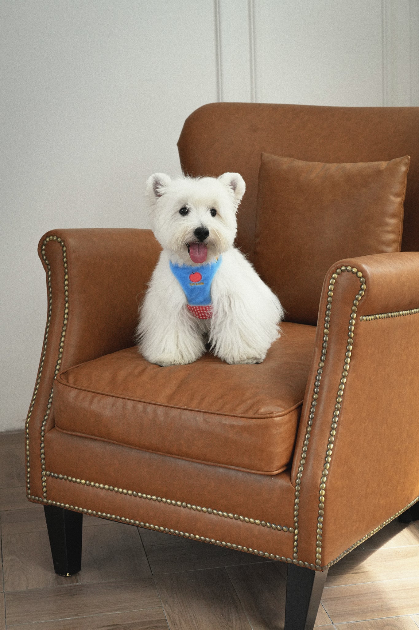 Plush Small Dog Harness - Blue