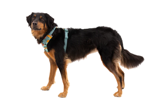 RUFFWEAR Front Range Harness Spring Mountains