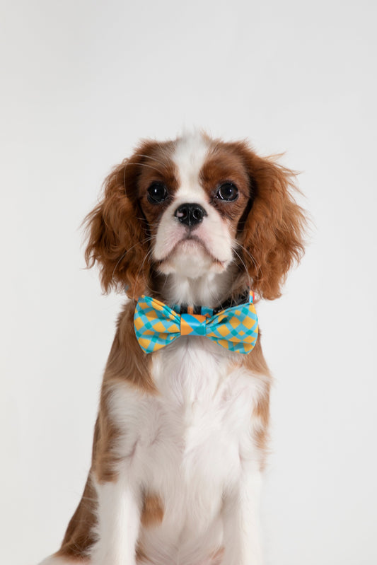 Pet Large Bow Tie - Pop Art