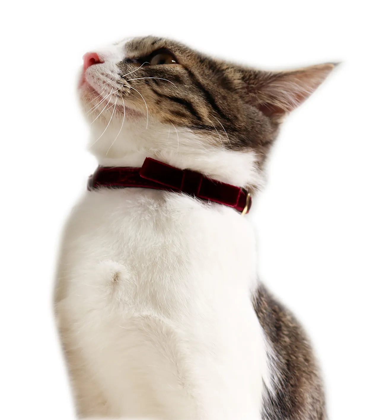 CattyMan Cat Collar -Red Velvet