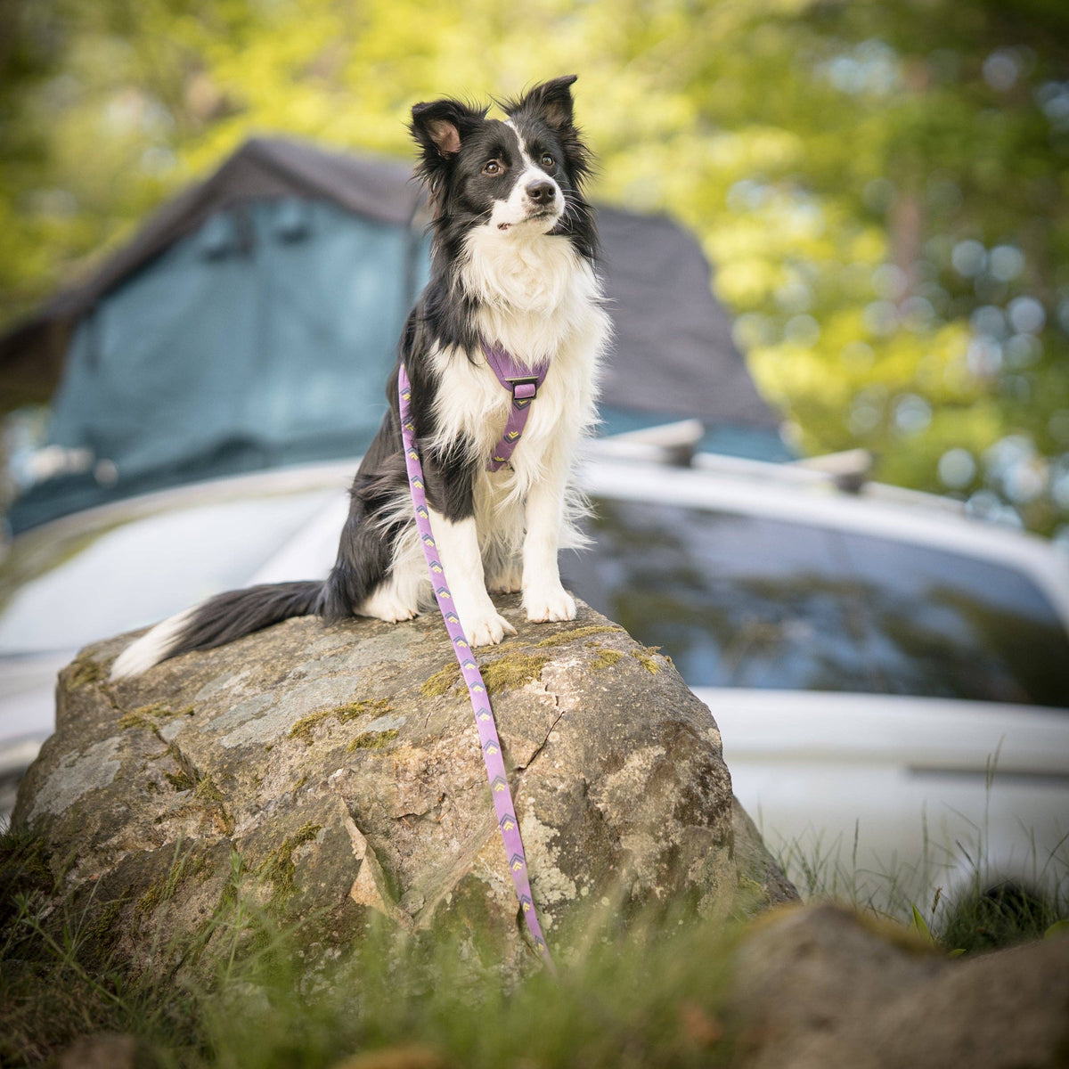 Northern Lights Dog Leash