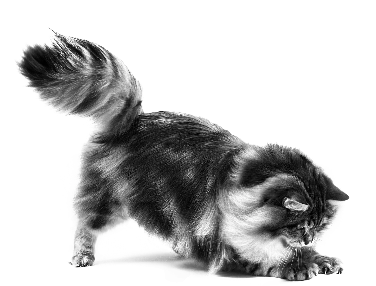 ROYAL CANIN Digestive Care Adult Cat Food 2kg