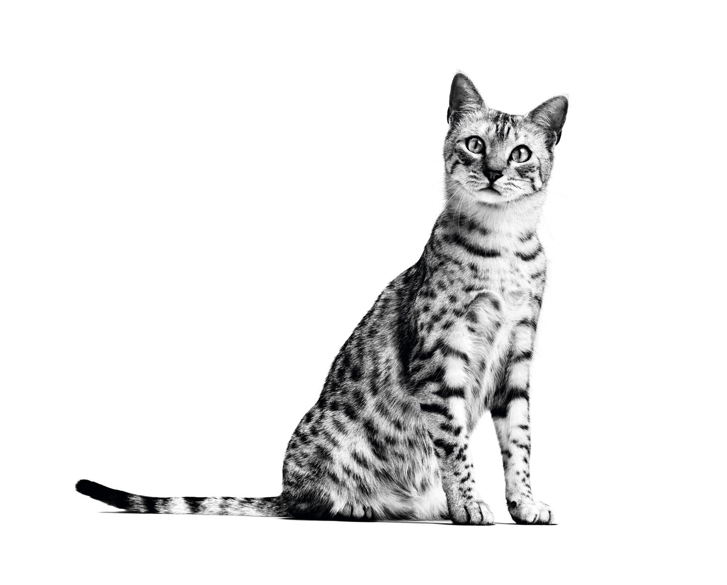 ROYAL CANIN Indoor Adult Cat Food 2kg