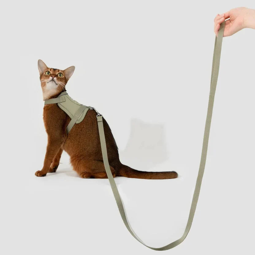 Cat Collars, Leads & Harnesses