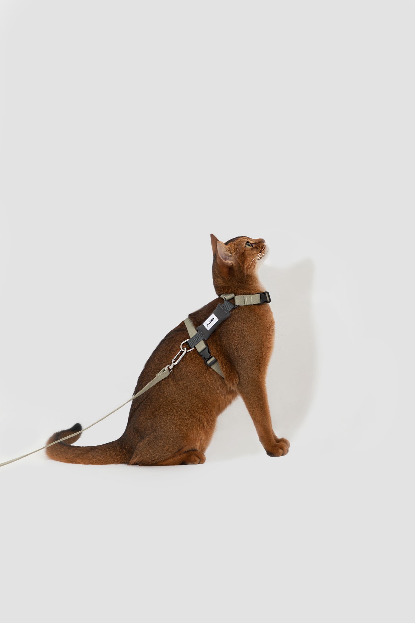 Valley Series H-Shaped Cat Harness Leash Set