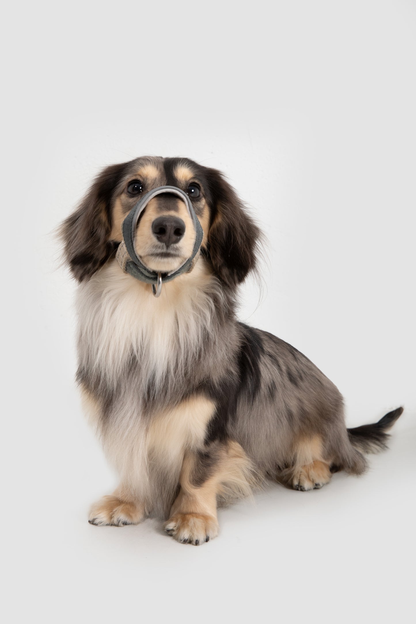 HiDream Head Control Halter | Multi-Function Training Dog Muzzle