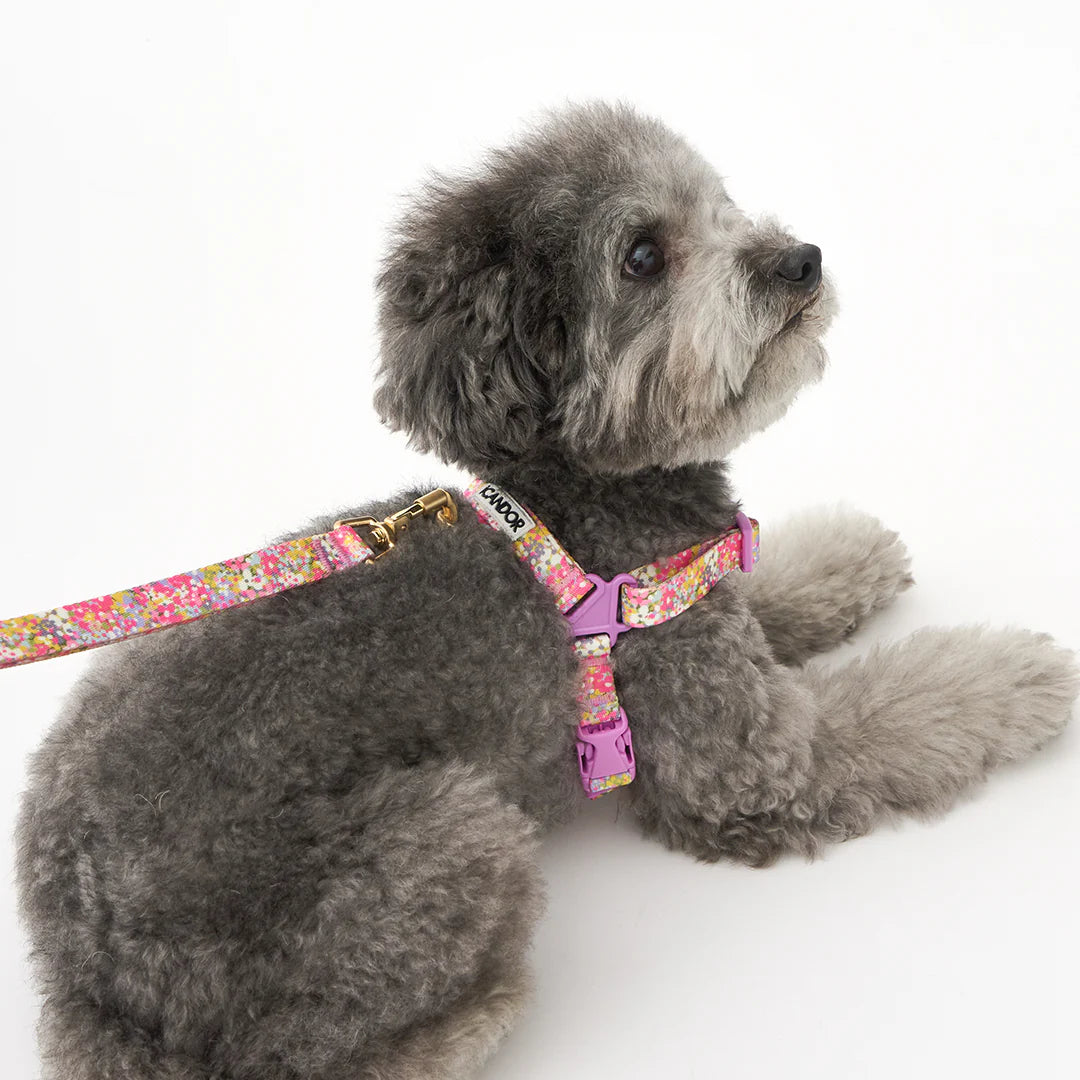 iCANDOR No-Pull Harness_Flora