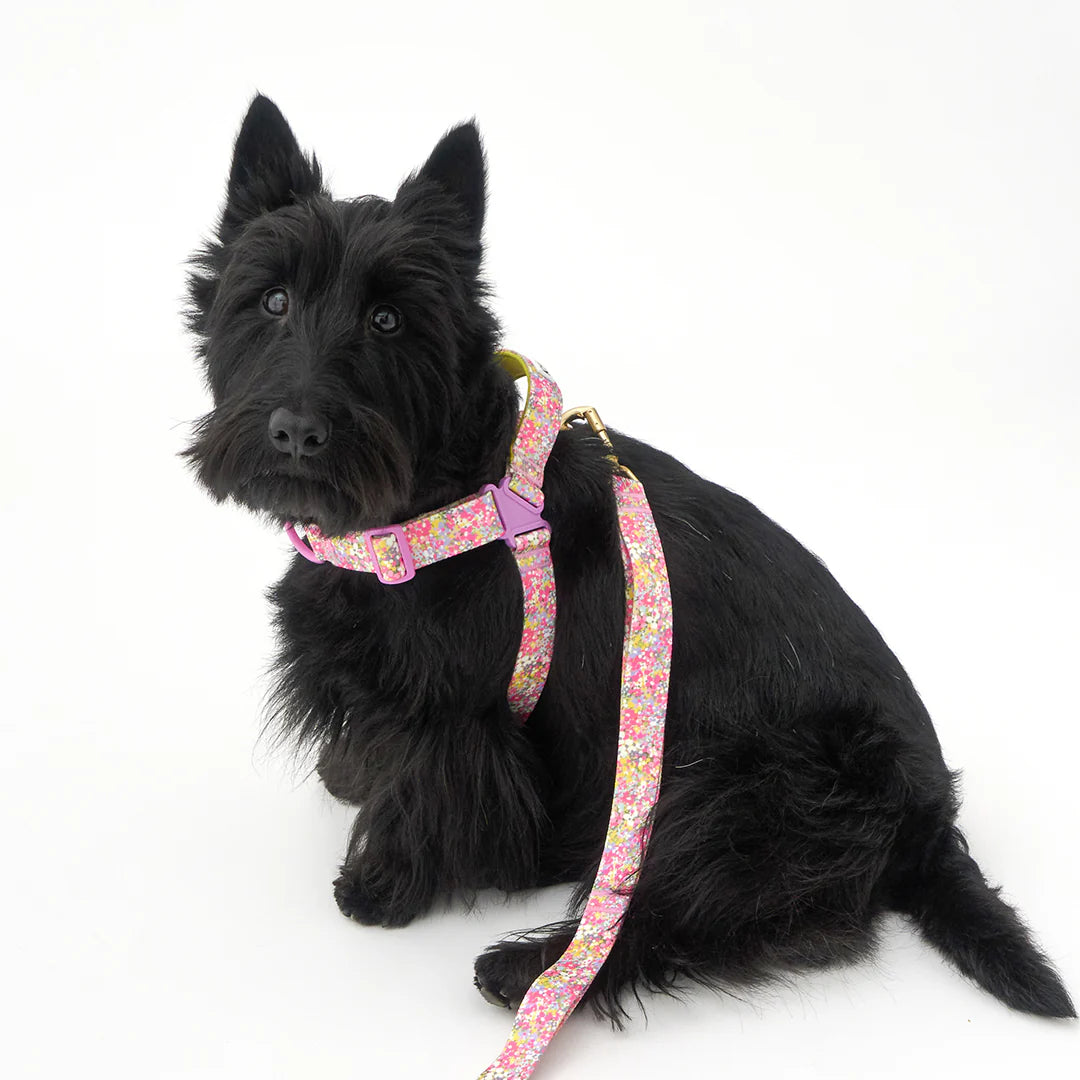 iCANDOR No-Pull Harness_Flora
