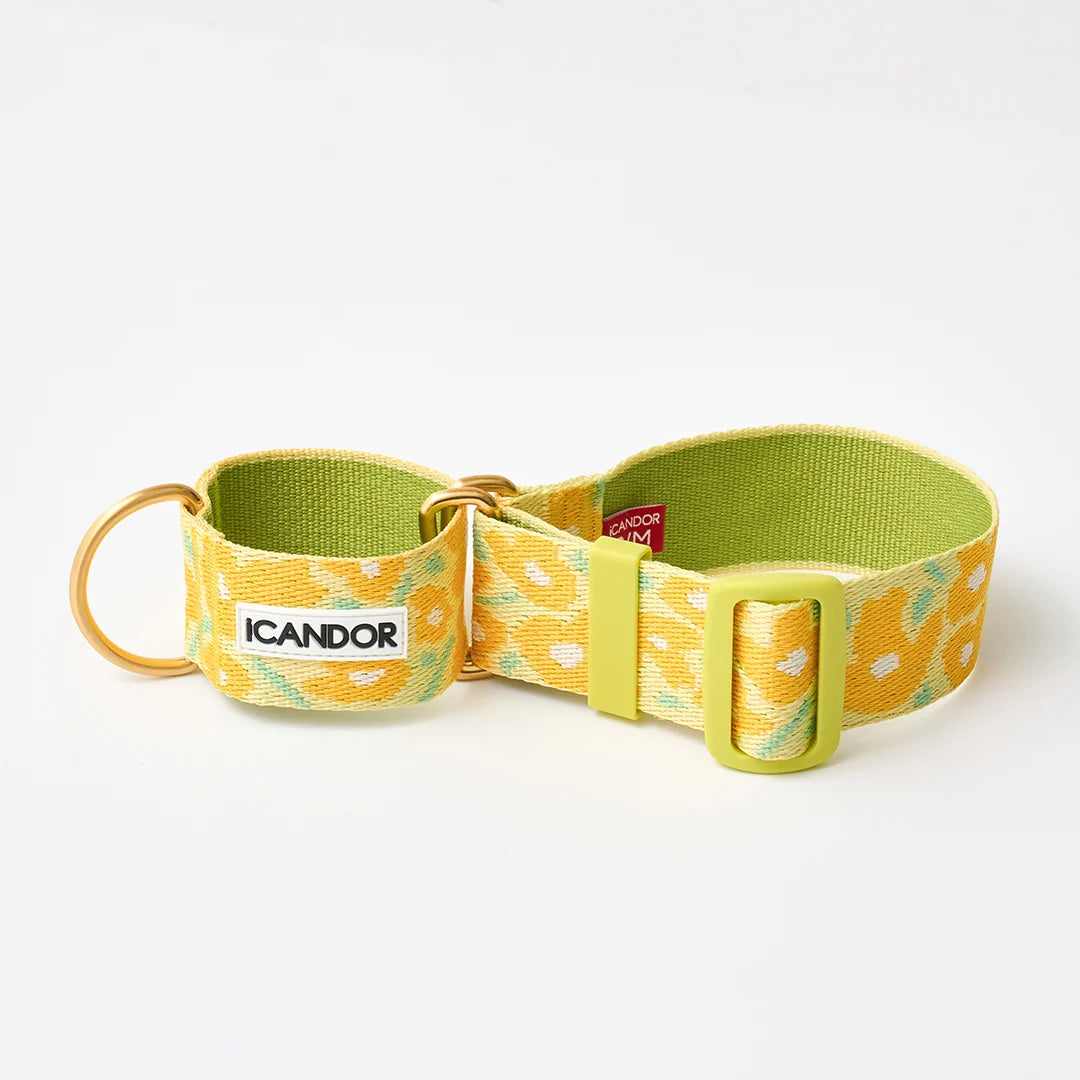 iCANDOR Smooth Martingale Collar 38mm