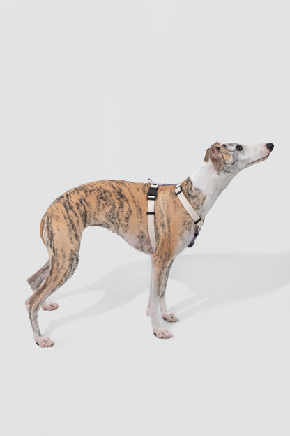 Valley Series H-Style Dog Harness Dog Leash Set - Green