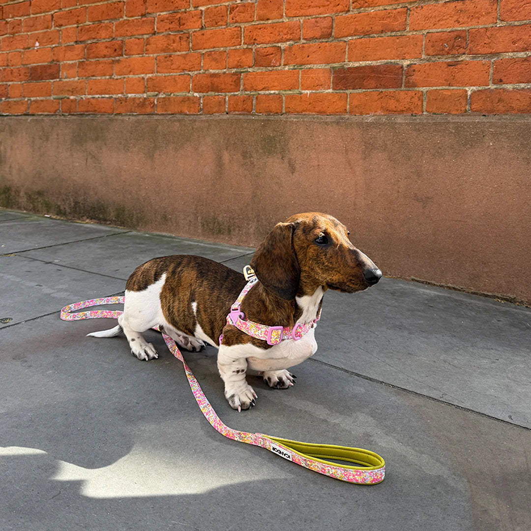 iCANDOR No-Pull Harness_Flora