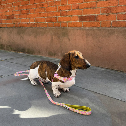 iCANDOR No-Pull Harness_Flora