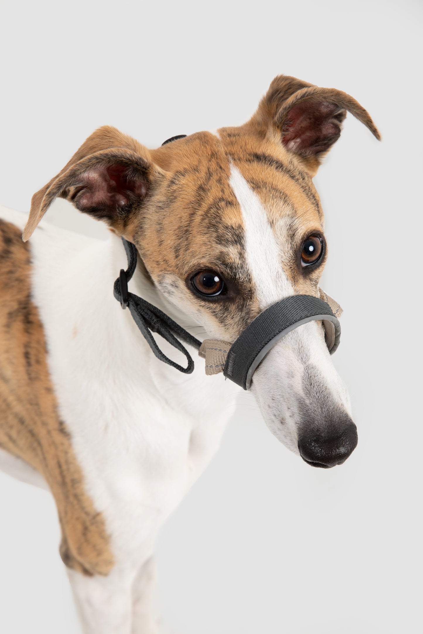 HiDream Head Control Halter | Multi-Function Training Dog Muzzle