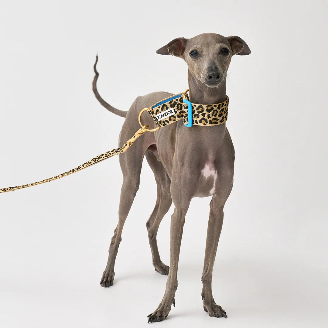 iCANDOR Smooth Martingale Collar 38mm