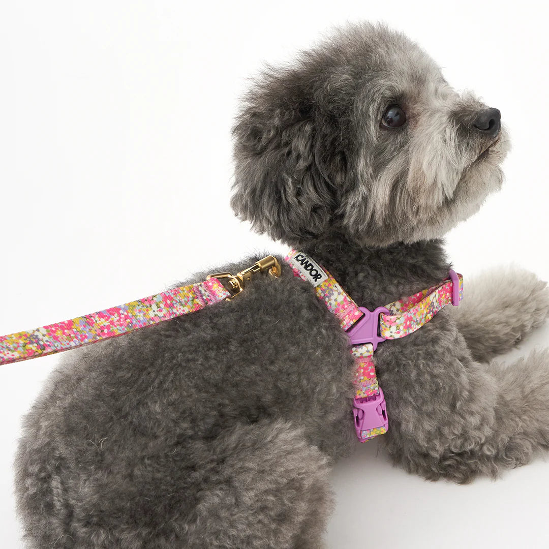 iCANDOR Gentle Leash Bolt (1.6m/15mm)