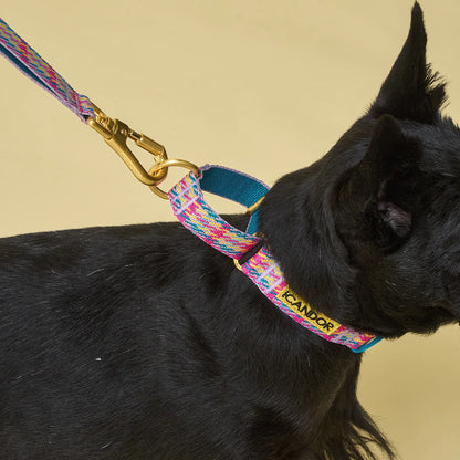 iCANDOR Martingale Collar, Buckle - Edinburgh Check