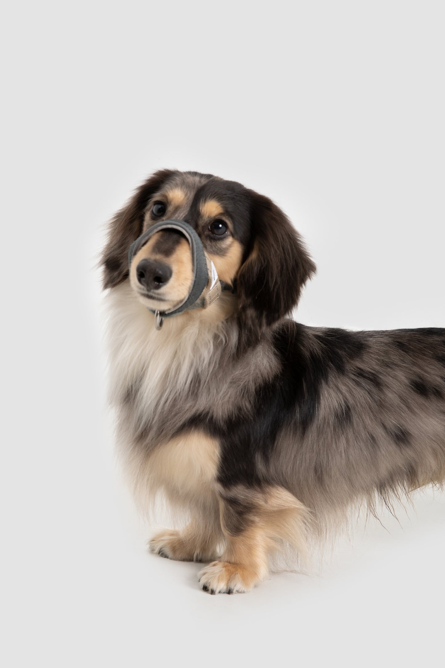 HiDream Head Control Halter | Multi-Function Training Dog Muzzle