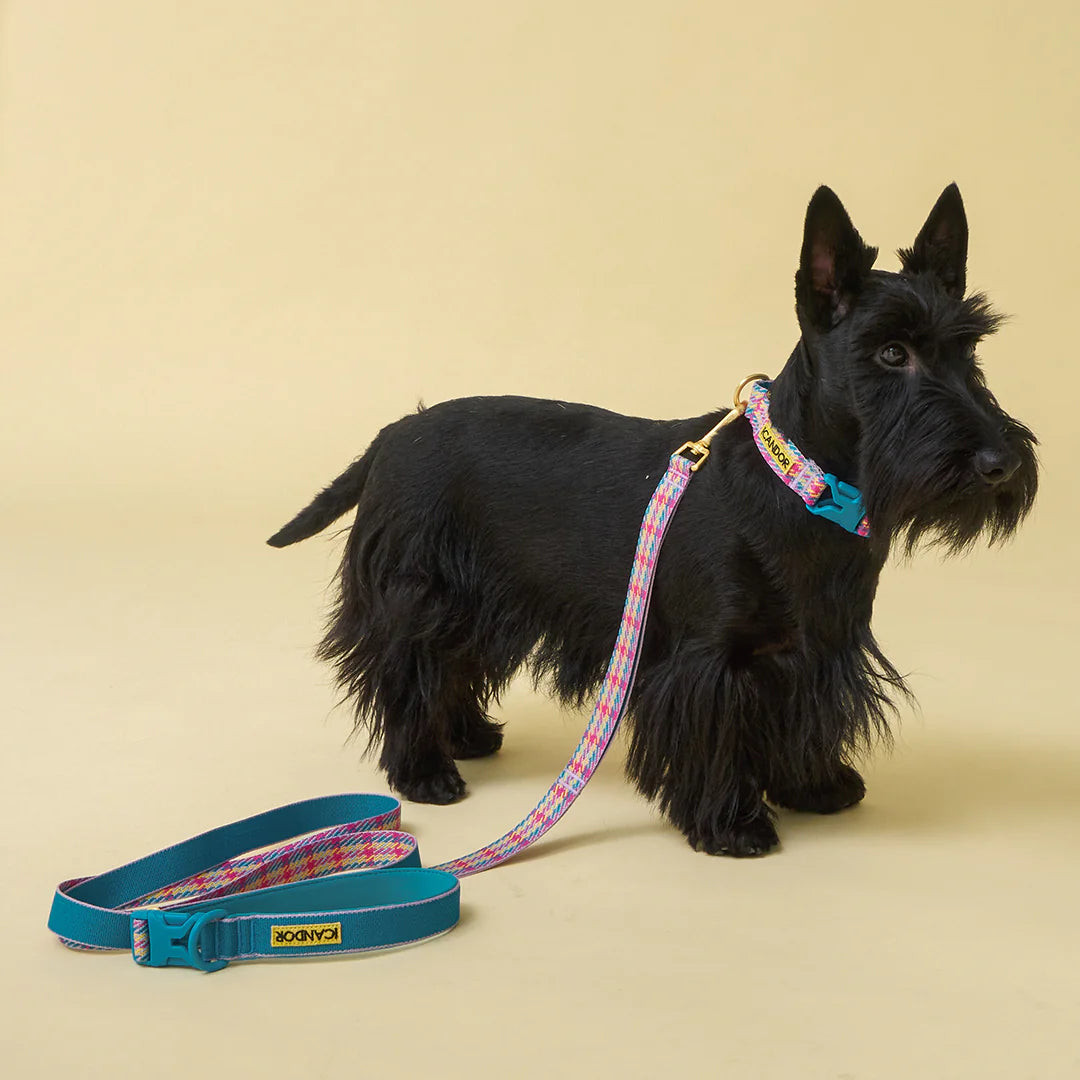 iCANDOR Gentle Leash Bolt 2m/2.5cm