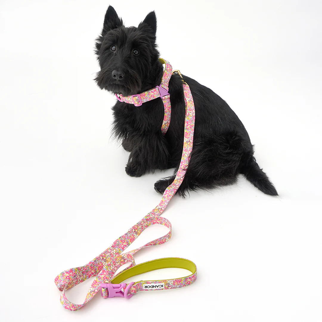 iCANDOR Gentle Leash Bolt 2m/2.5cm