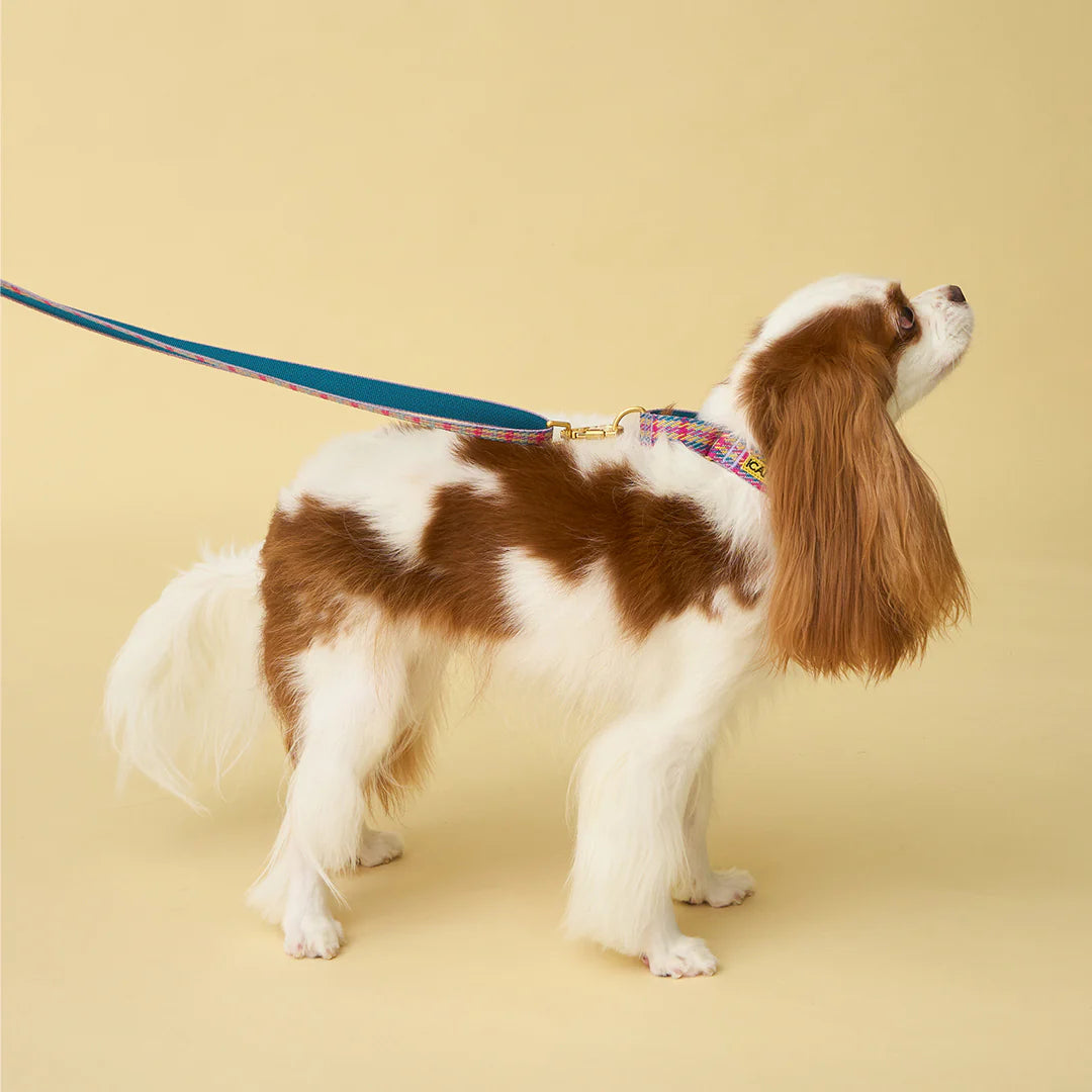 iCANDOR Martingale Collar, Buckle - Edinburgh Check