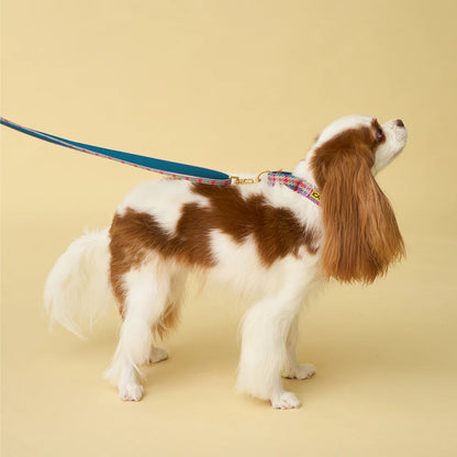iCANDOR Martingale Collar, Buckle - Edinburgh Check
