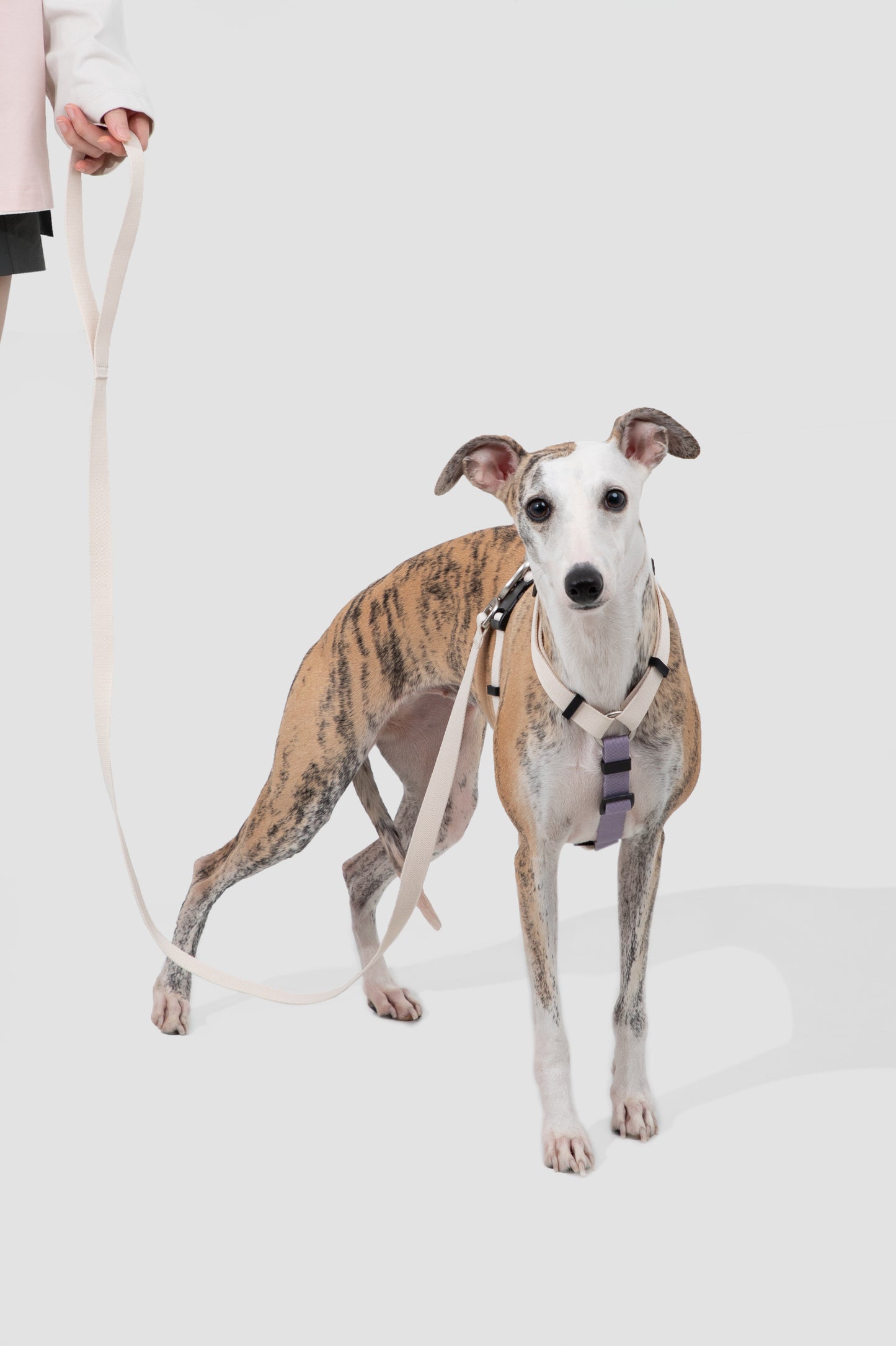 Valley Series H-Style Dog Harness Dog Leash Set - Purple