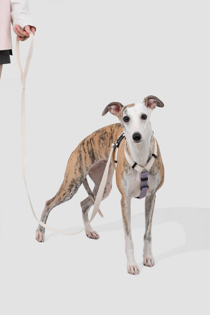 Valley Series H-Style Dog Harness Dog Leash Set - Purple