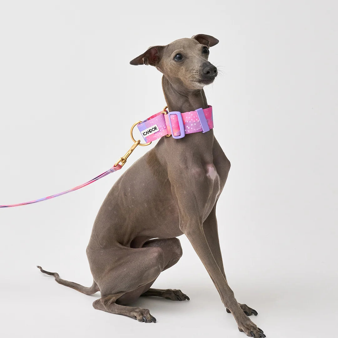 iCANDOR Smooth Martingale Collar 38mm