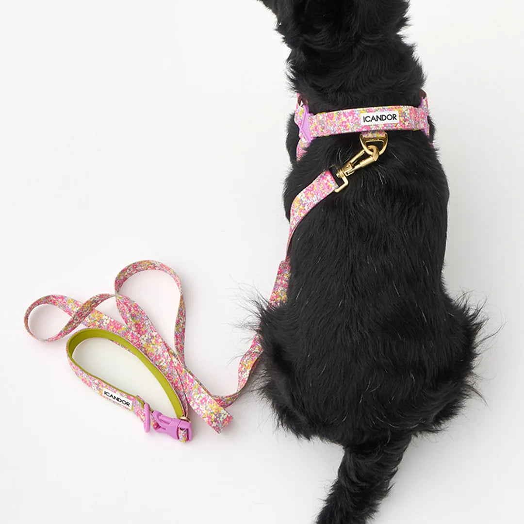 iCANDOR Gentle Leash Bolt 2m/2.5cm