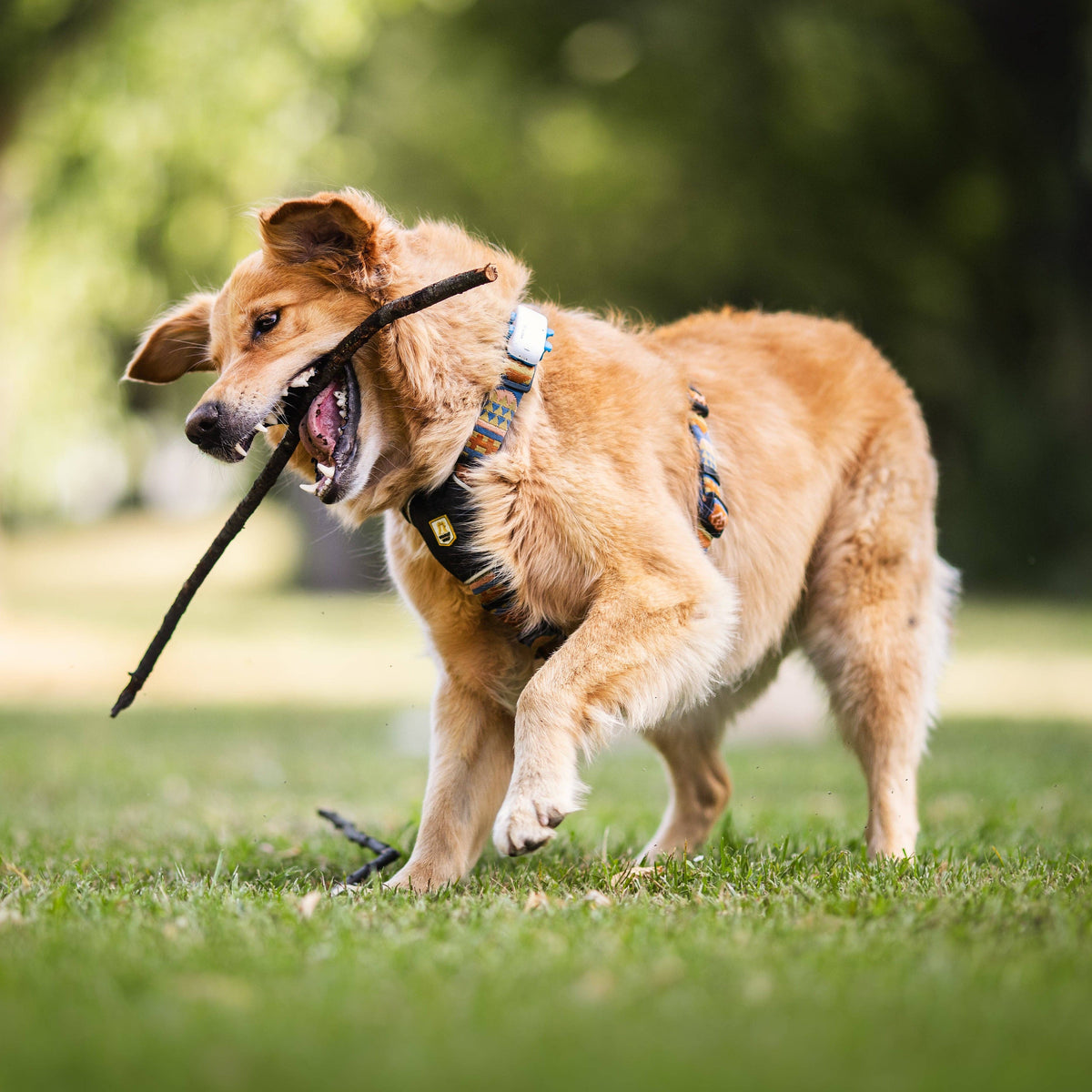 Nightless Night Dog Harness