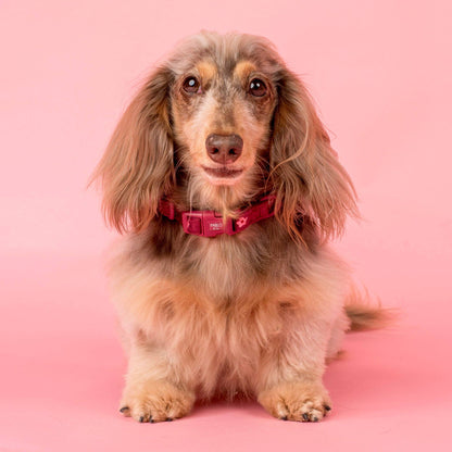 Bloom Baby Bloom: Velvet Collar
