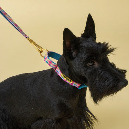 iCANDOR Gentle Leash Bolt 2m/2.5cm