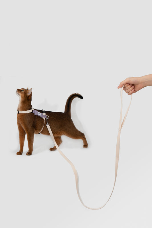 Valley Series H-Shaped Cat Harness Leash Set