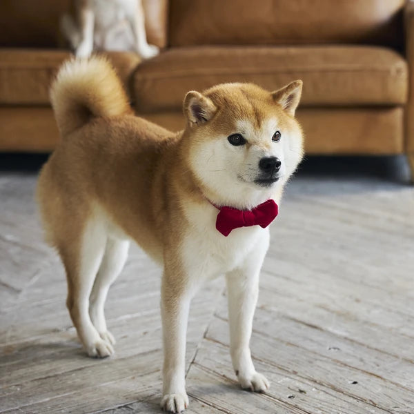Mandarine Brothers Pet Bow Tie With Collar