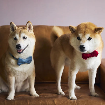 Mandarine Brothers Pet Bow Tie With Collar