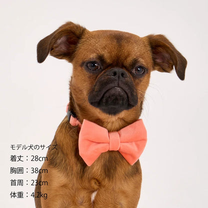 Mandarine Brothers Pet Bow Tie With Collar