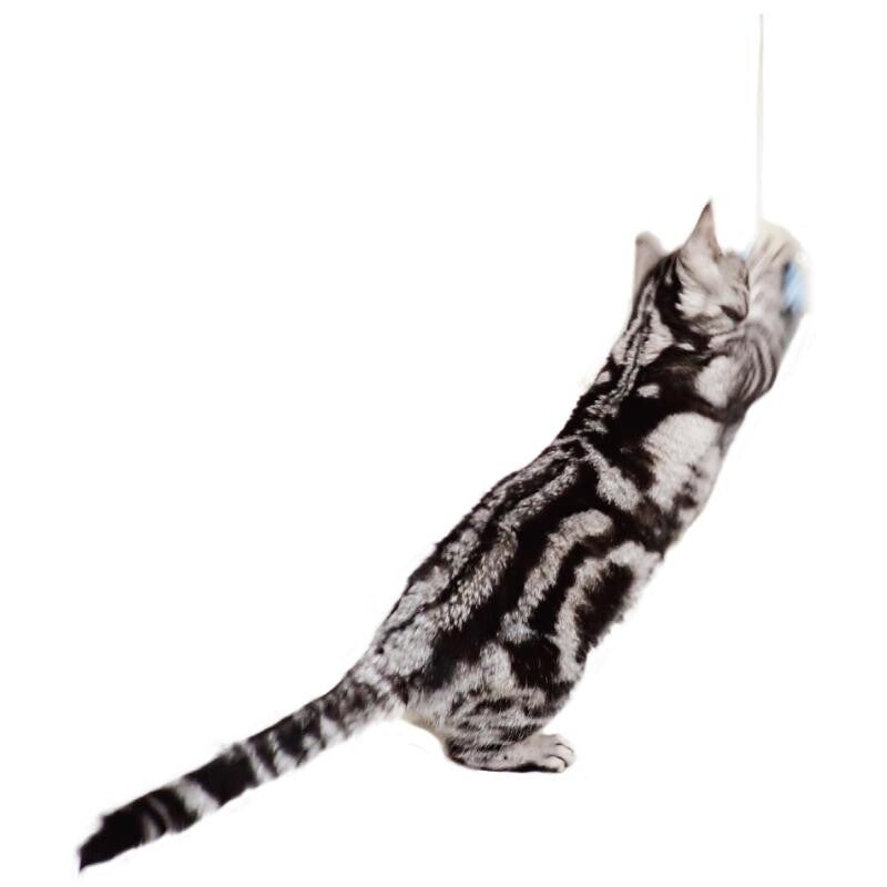 Pets Route Kasha Kasha Super Long Moth Cat Teaser Wand