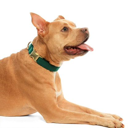 The Foggy Dog Forest Green Velvet Holiday Dog Collar