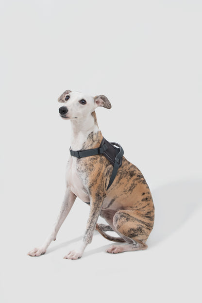Valley Series Dog Harness - Grey