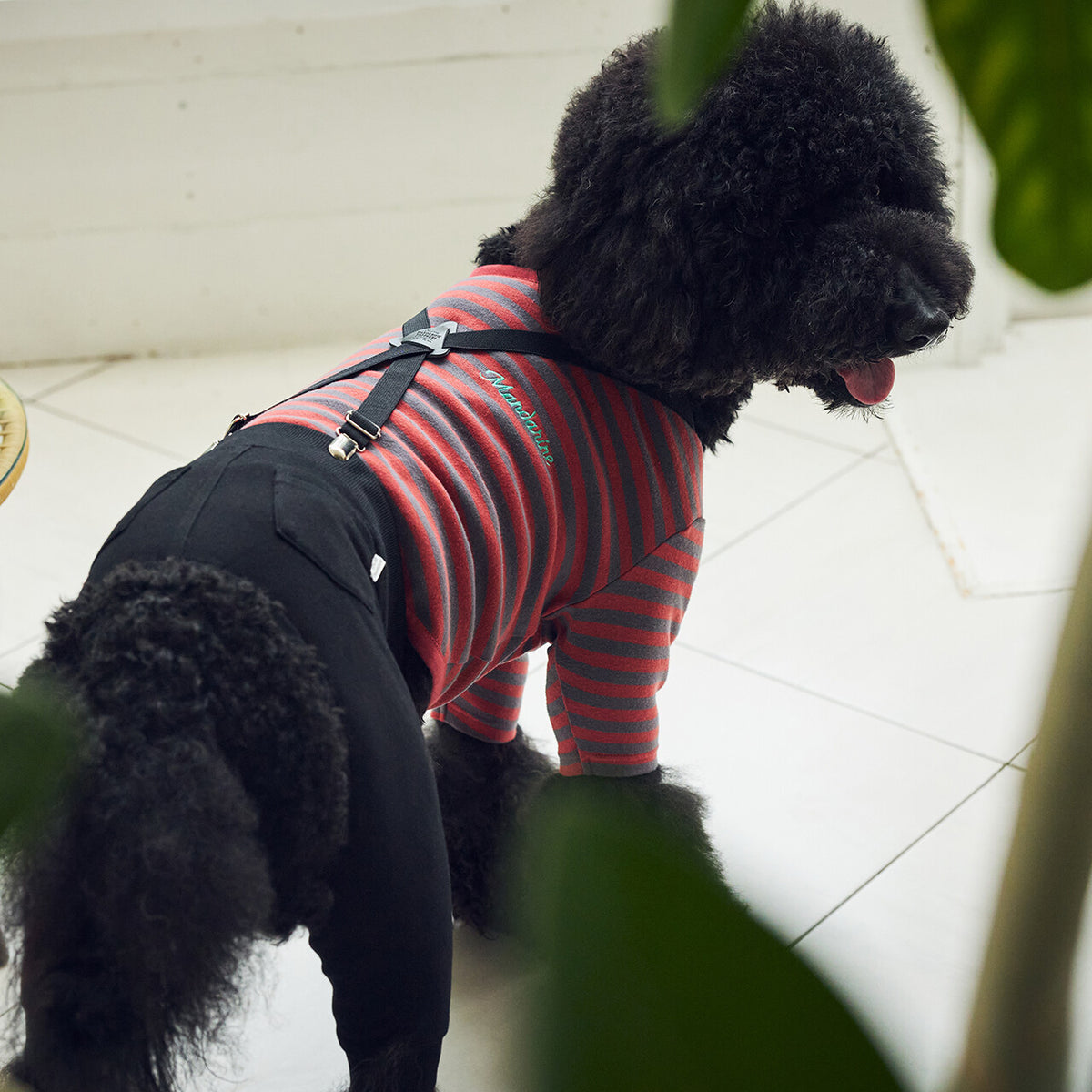 Mandarine Brothers Pet Suspenders