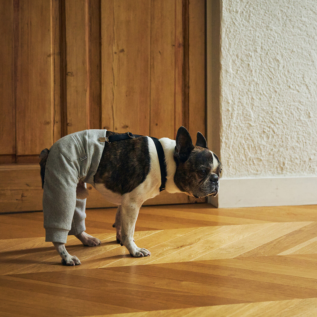 Mandarine Brothers Pet Suspenders