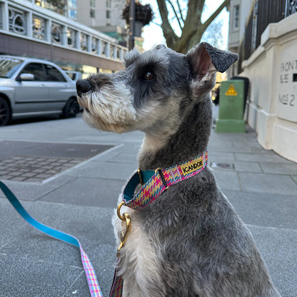 iCANDOR Martingale Collar, Buckle - Edinburgh Check